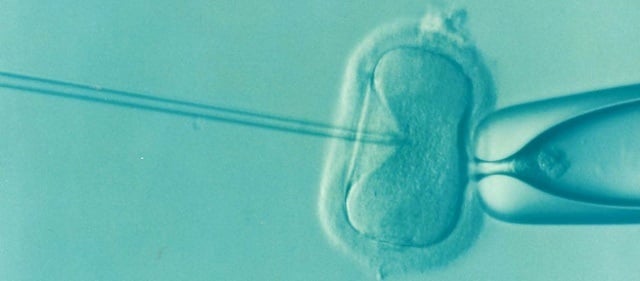 in vitro fertilization